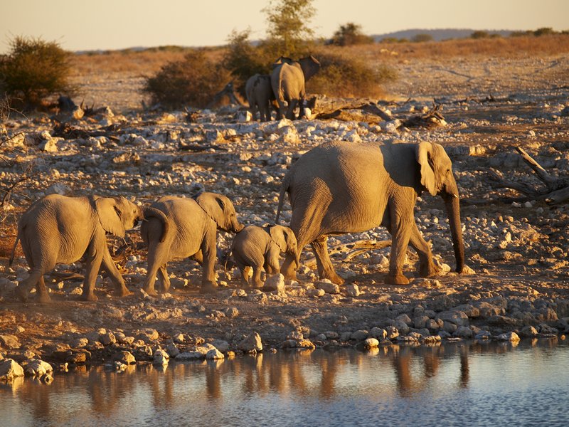 Elephant, Etosha National Park,
        Okaukuejo